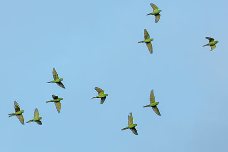 flight of green birds thumbnail