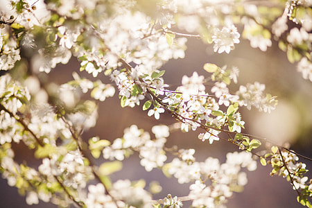 selective focus photograph of white petaled trees thumbnail
