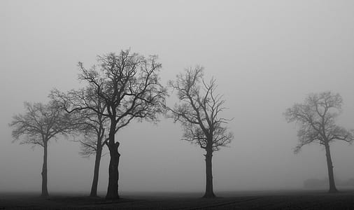 withered trees with fogs thumbnail