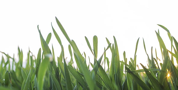 green grass thumbnail