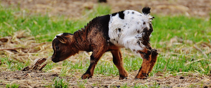 brown and white kid goat on grass thumbnail