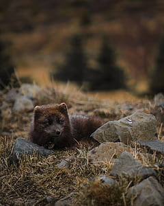brown animal macro photography thumbnail