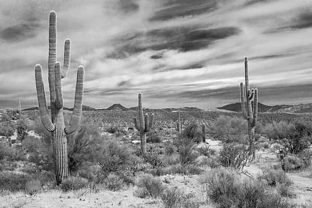grayscale photography of desert thumbnail