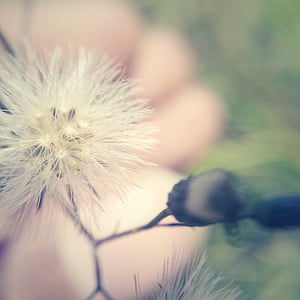 white-petaled flower close-up photography thumbnail