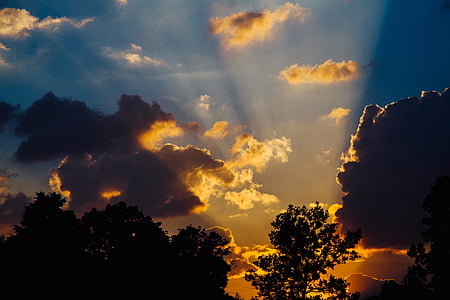 silhouette photo of trees during golden hour thumbnail