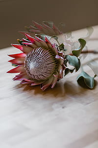 red and white protea flower on beige wooden surface closuep photography thumbnail