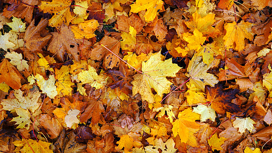 orange maple leaf thumbnail