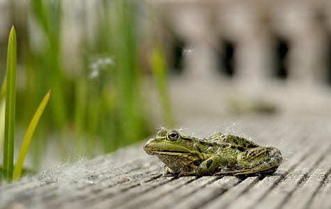 selective focus photo of green frog thumbnail