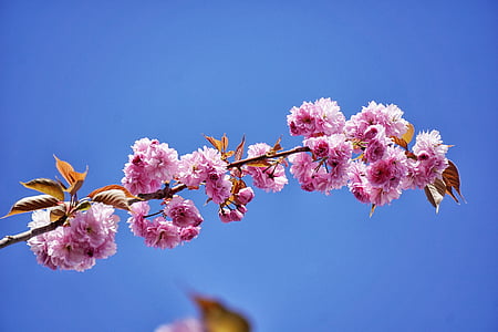 pink flowers under blue sky thumbnail