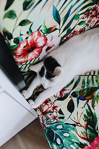 Essential element to support a wall unit - the cat thumbnail