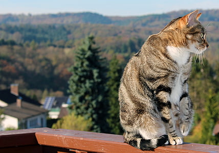 grey tabby cat on wooden railing overlooking trees and houses thumbnail