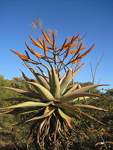 Succulent Plant, Aloe thumbnail