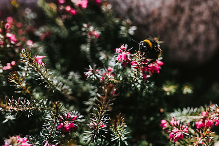 Early spring garden thumbnail