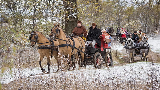 people riding on horse carriage near trees thumbnail
