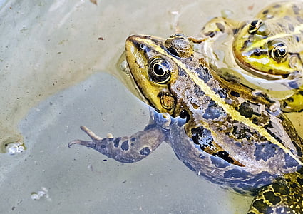 two green-and-black frogs thumbnail