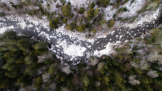 scenery of trees thumbnail