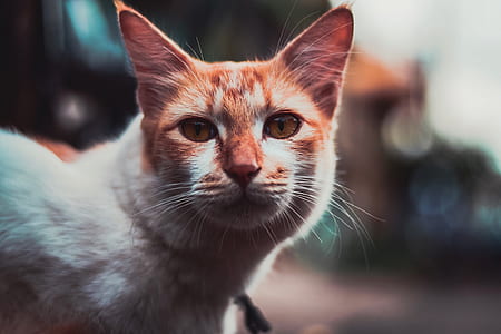 white and orange cat thumbnail
