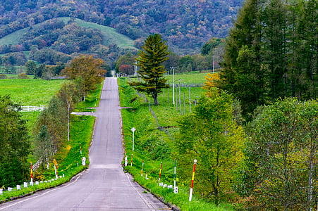 grey concrete road in the middle of green trees thumbnail
