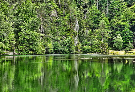lake water surrounded by trees thumbnail