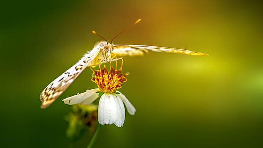 Black and Yellow Butterfly thumbnail