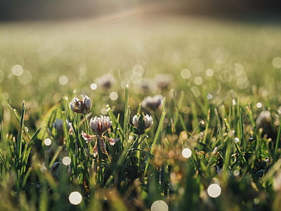selective focus photography of white petaled flowers thumbnail