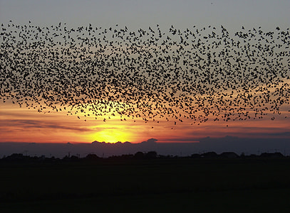 flock of birds flying in the sky during golden hour thumbnail