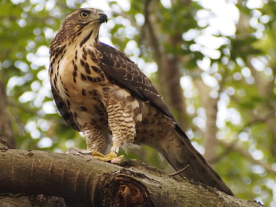 brown and black eagle on tree thumbnail