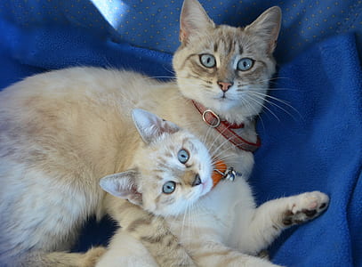 brown cat beside kitten lying on blue textile thumbnail