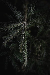 close up photography of pine tree branch thumbnail