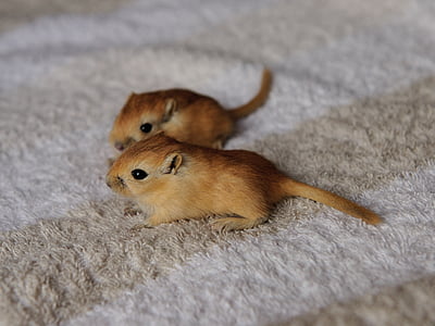two brown rodents on mat thumbnail