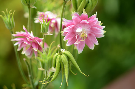 pink flowering plant thumbnail