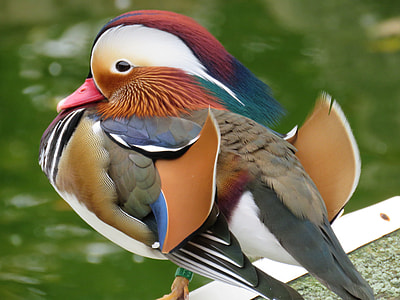 multicolored bird in macro lens photography thumbnail