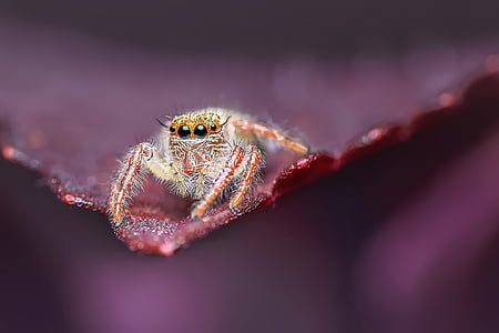 macro photography of green spider thumbnail