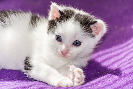 white and black kitten on purple textile thumbnail