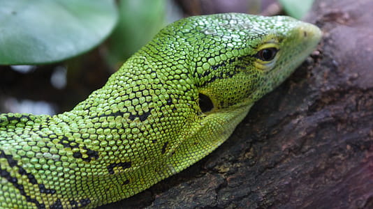 selective focus photography of green reptile on gray tree thumbnail