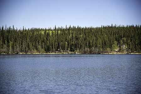 Pine Forest on the Opposite Shore on the Ingraham Trail thumbnail