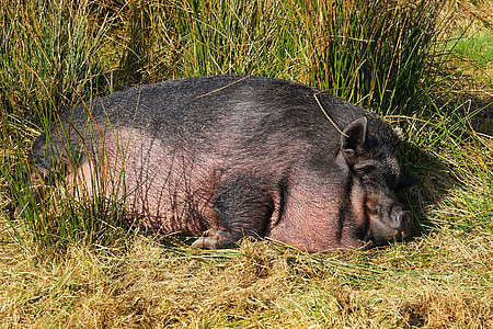 black hog lying on grass field thumbnail