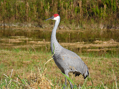 Sandhill Crane, Grus Canadensis thumbnail