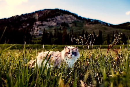 dawn, landscape, nature, sky thumbnail