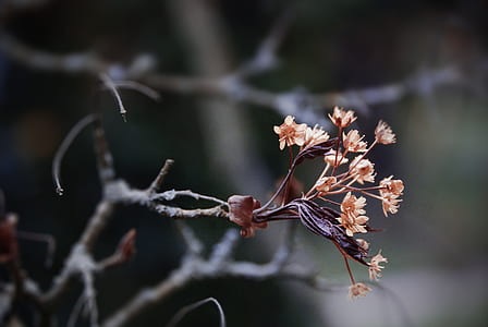 shallow focus photography of flowers thumbnail