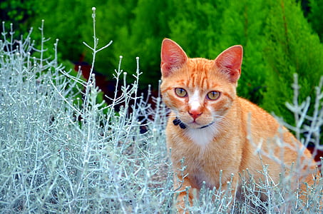 orange tabby cat behind green leafed plants thumbnail