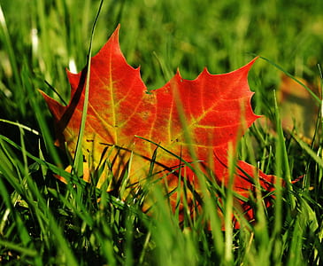 maple leaf on green grasses thumbnail