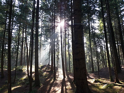 trees on foreset thumbnail