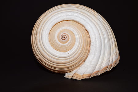 white and brown seashell thumbnail