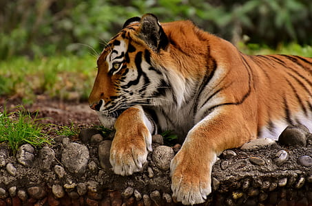 close-up photo of tiger lying on brown soil thumbnail