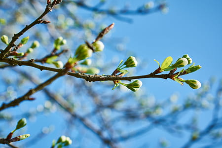 Shallow Focus Photography of Green Tree thumbnail