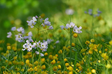 shallow focus photography of white petal flower field thumbnail
