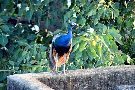 Blue Peacock Standing Near Tree thumbnail