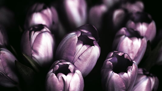 purple tulips field thumbnail