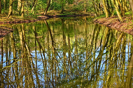 green leaf trees near body of water at daytime thumbnail